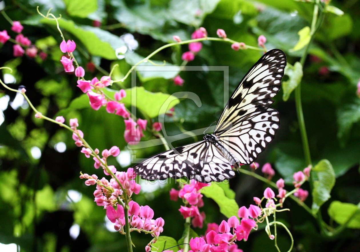 Bild-Nr.: 10037909 Schmetterling erstellt von gummistiefel