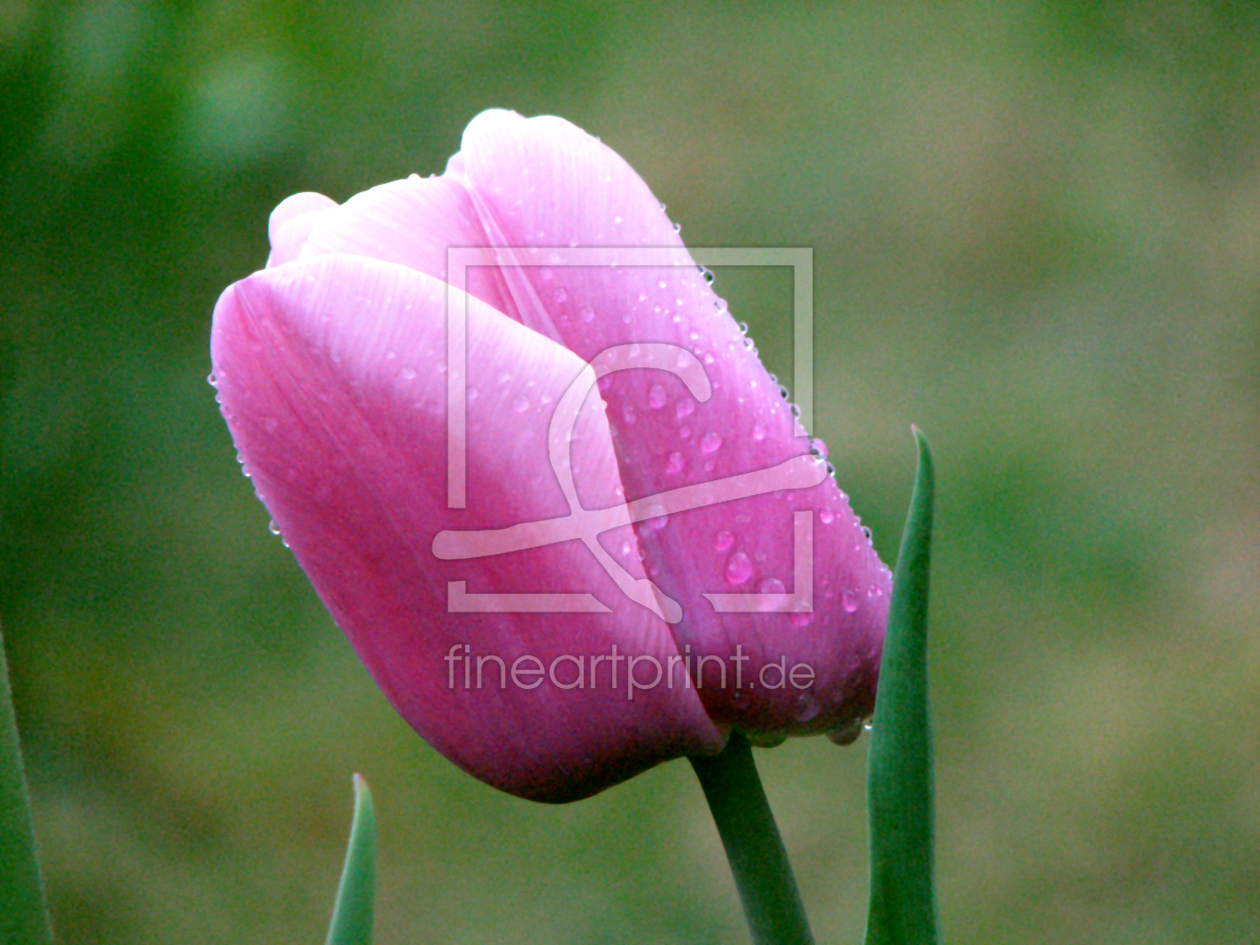 Bild-Nr.: 10038119 Tulpe im Grün erstellt von NOL