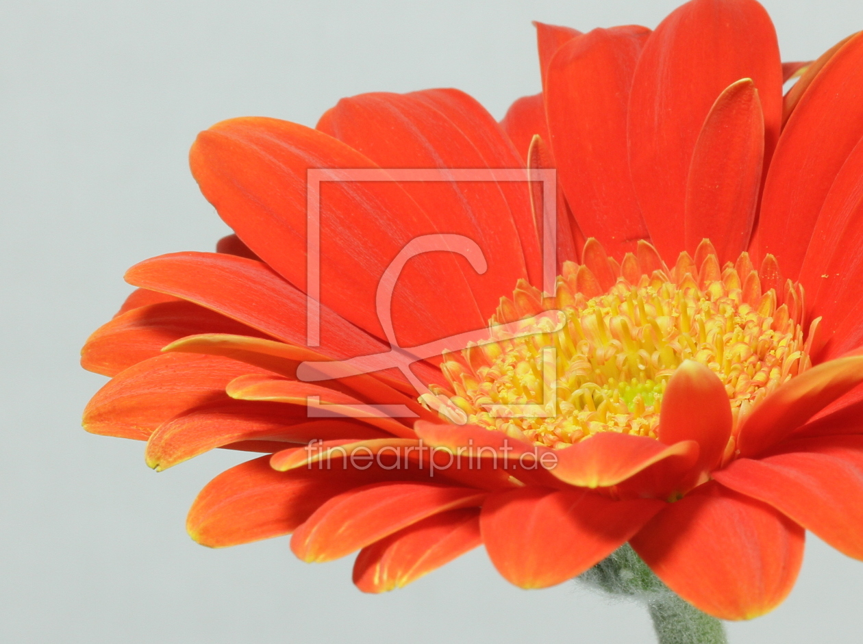 Bild-Nr.: 10040497 Gerbera erstellt von doka