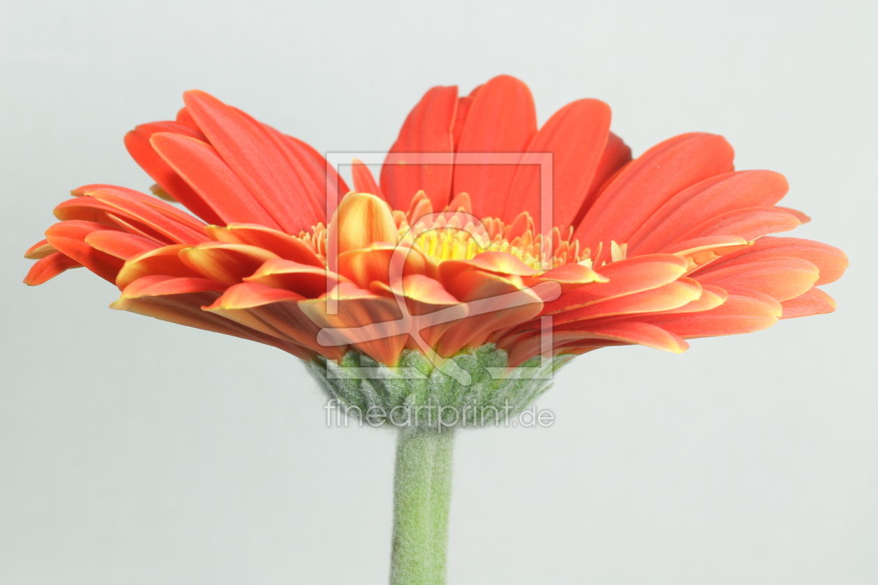 Bild-Nr.: 10040501 rote Gerbera erstellt von doka