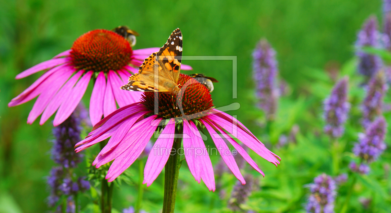 Bild-Nr.: 10041041 Blumenwiese  erstellt von Atteloi