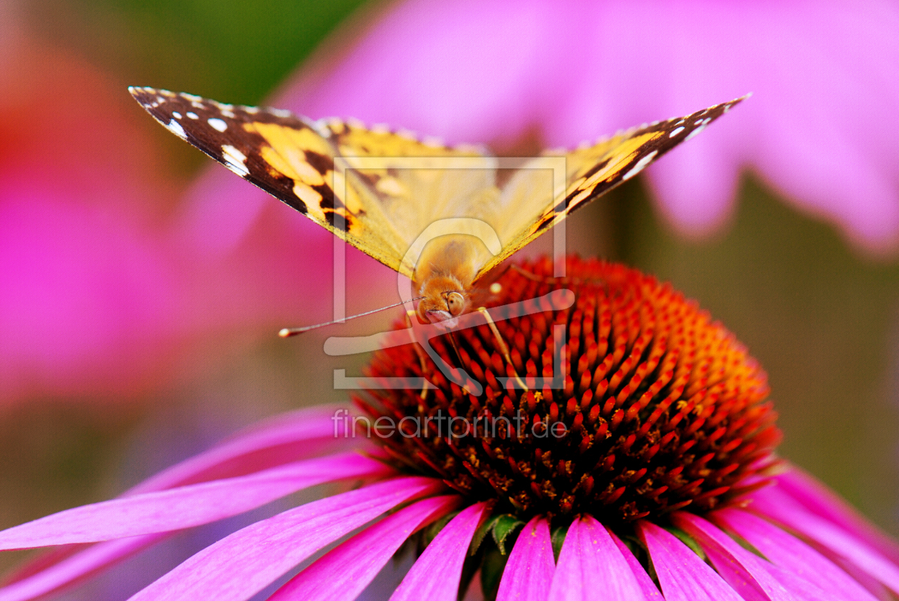 Bild-Nr.: 10041067 Butterfly erstellt von Atteloi