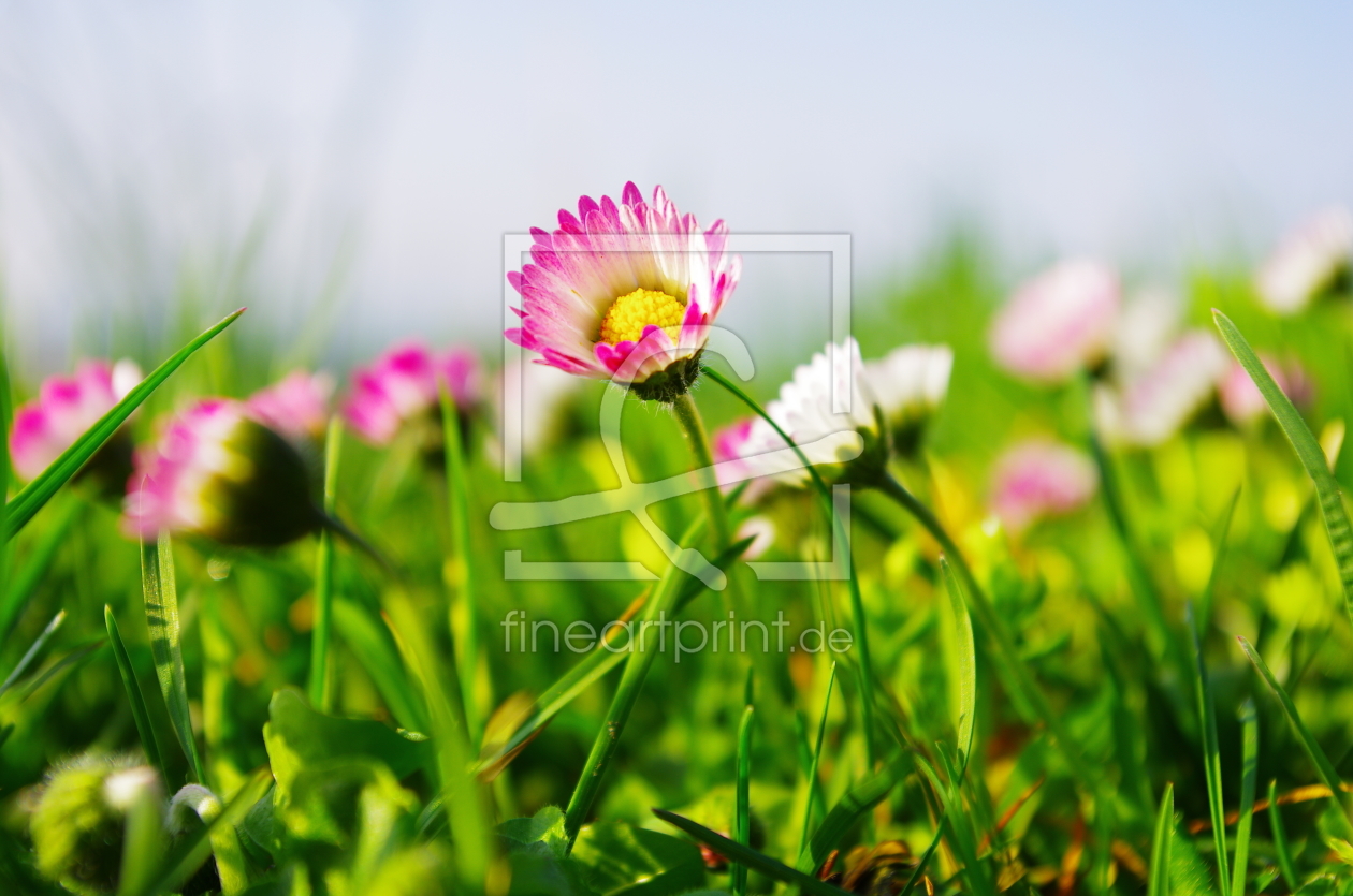 Bild-Nr.: 10041343 Blumenwiese erstellt von Tanja Riedel