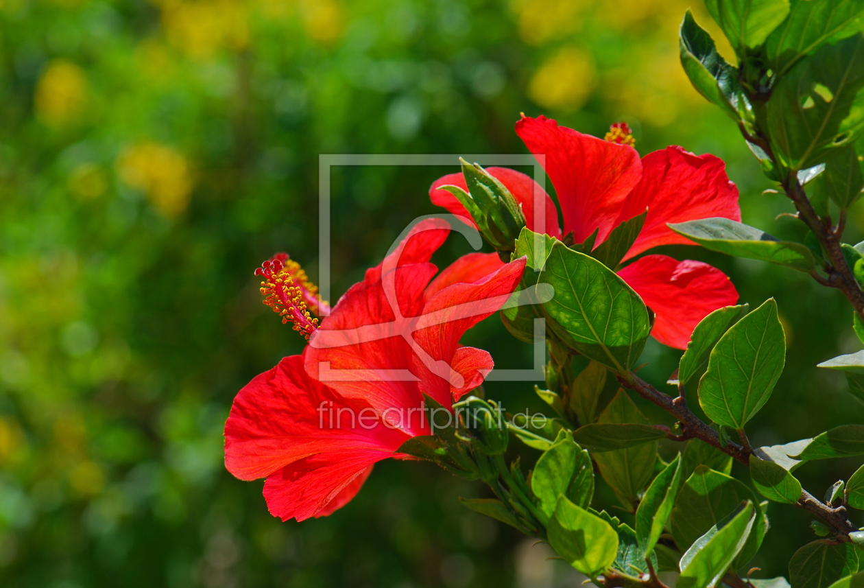 Bild-Nr.: 10041833 Hibiskus  erstellt von Atteloi