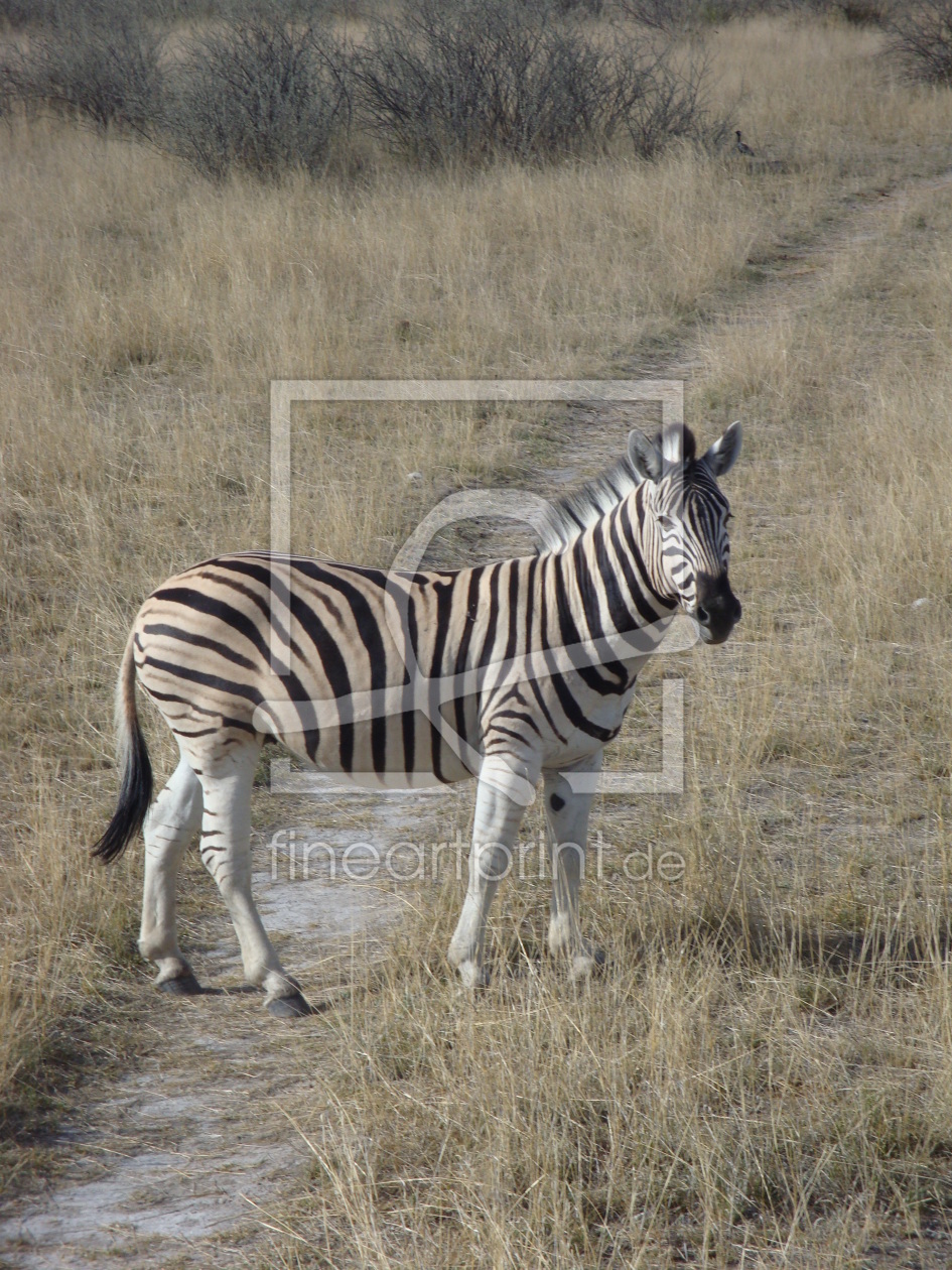 Bild-Nr.: 10042715 Zebrasteifen erstellt von kalkgrund