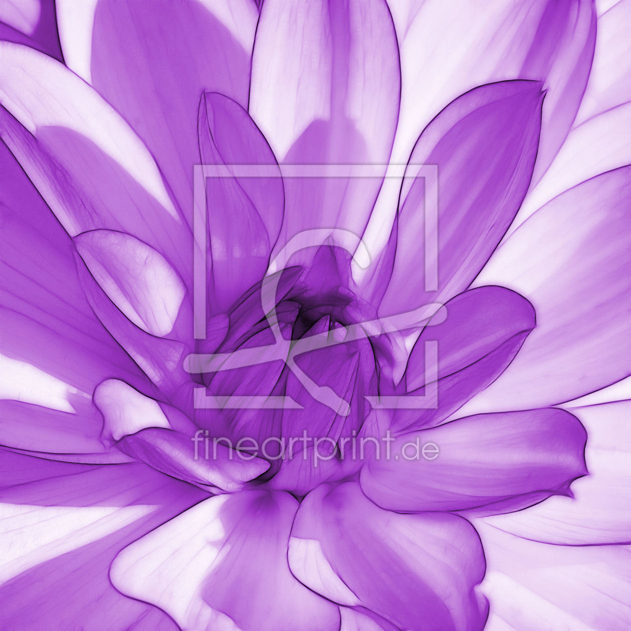 Bild-Nr.: 10042945 Dahlienblüte Bild-Nr.: 10042945 Dahlienblüte erstellt von Atteloi