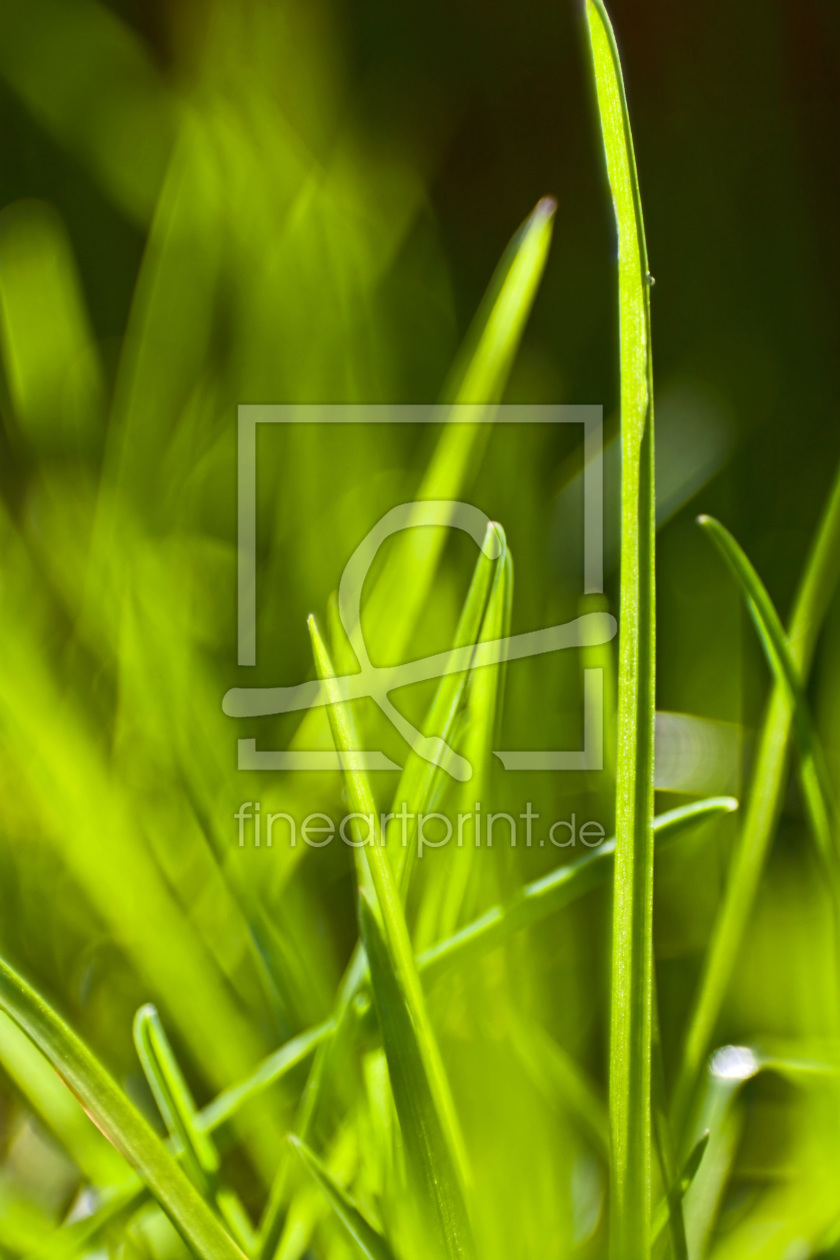 Bild-Nr.: 10043801 Grasgrün erstellt von Stephanie Stephanie Dannecker