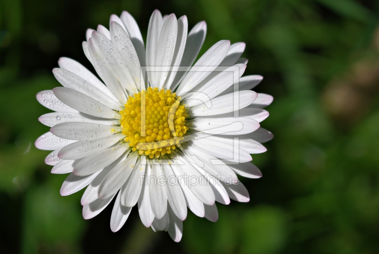 Bild-Nr.: 10043931 Gänseblümchen erstellt von gabii40