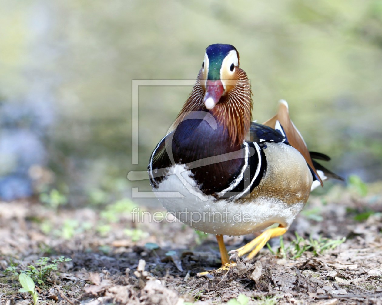 Bild-Nr.: 10044439 Mandarin Ente erstellt von Renate Knapp