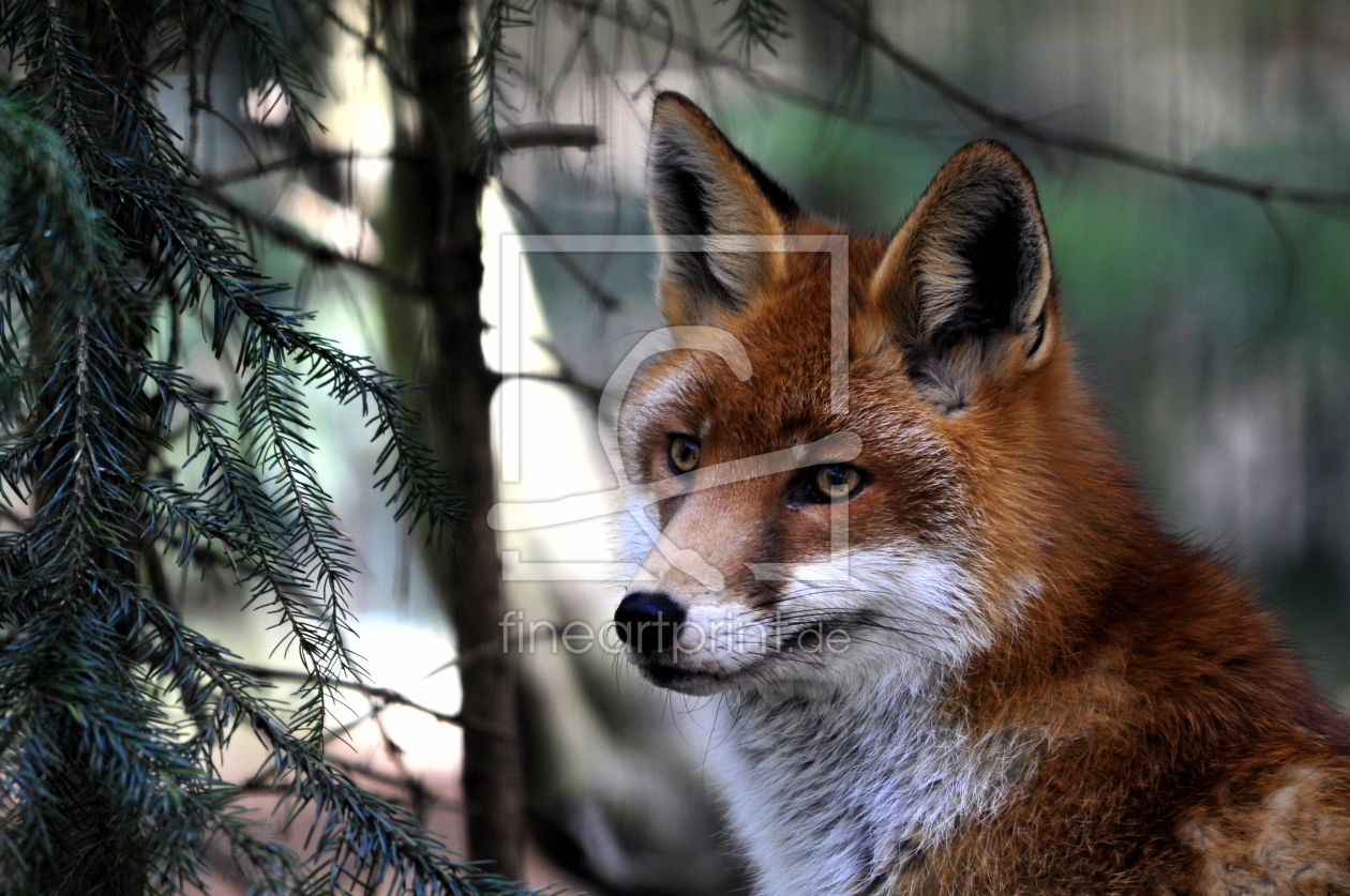 Bild-Nr.: 10045339 Der lauernde Fuchs erstellt von Ostfriese