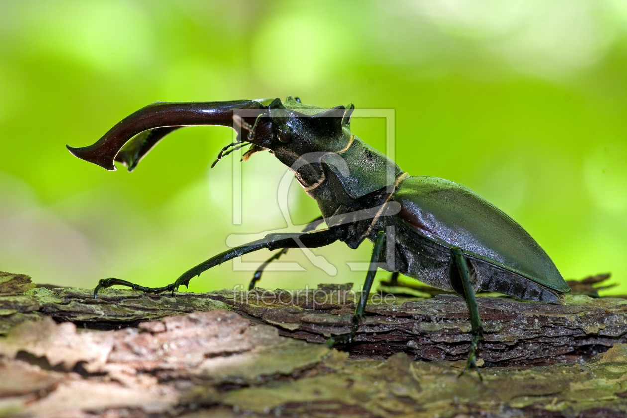 Bild-Nr.: 10045473 Hirschkäfer erstellt von brawo-foto