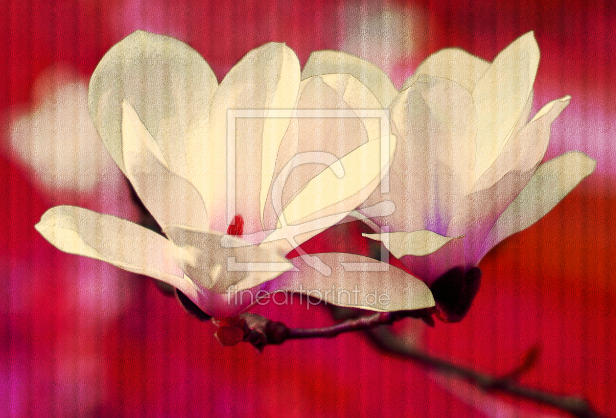 Bild-Nr.: 10045537 Magnolienblüte erstellt von Atteloi