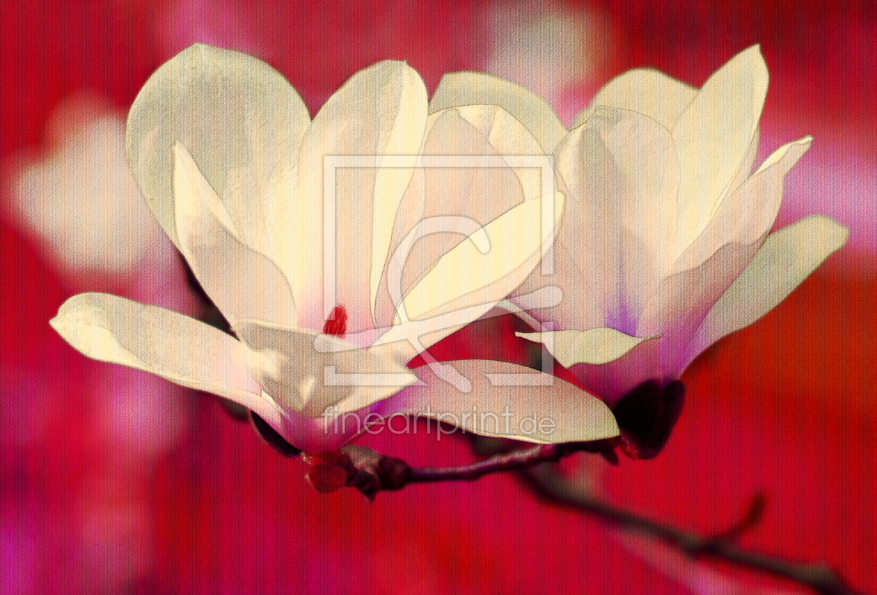 Bild-Nr.: 10045537 Magnolienblüte Bild-Nr.: 10045537 Magnolienblüte erstellt von Atteloi