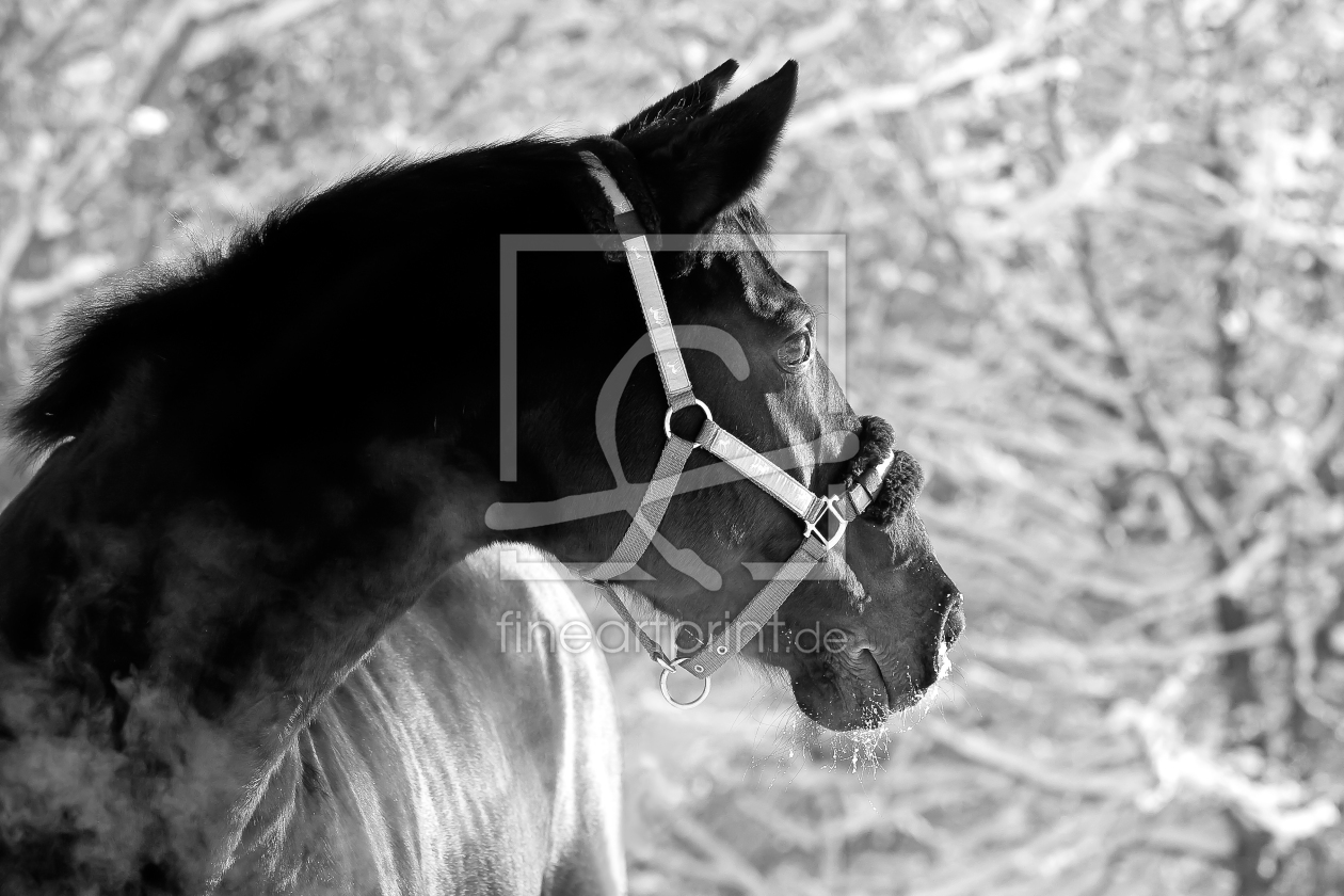 Bild-Nr.: 10046217 Pferdeportrait erstellt von KoLa
