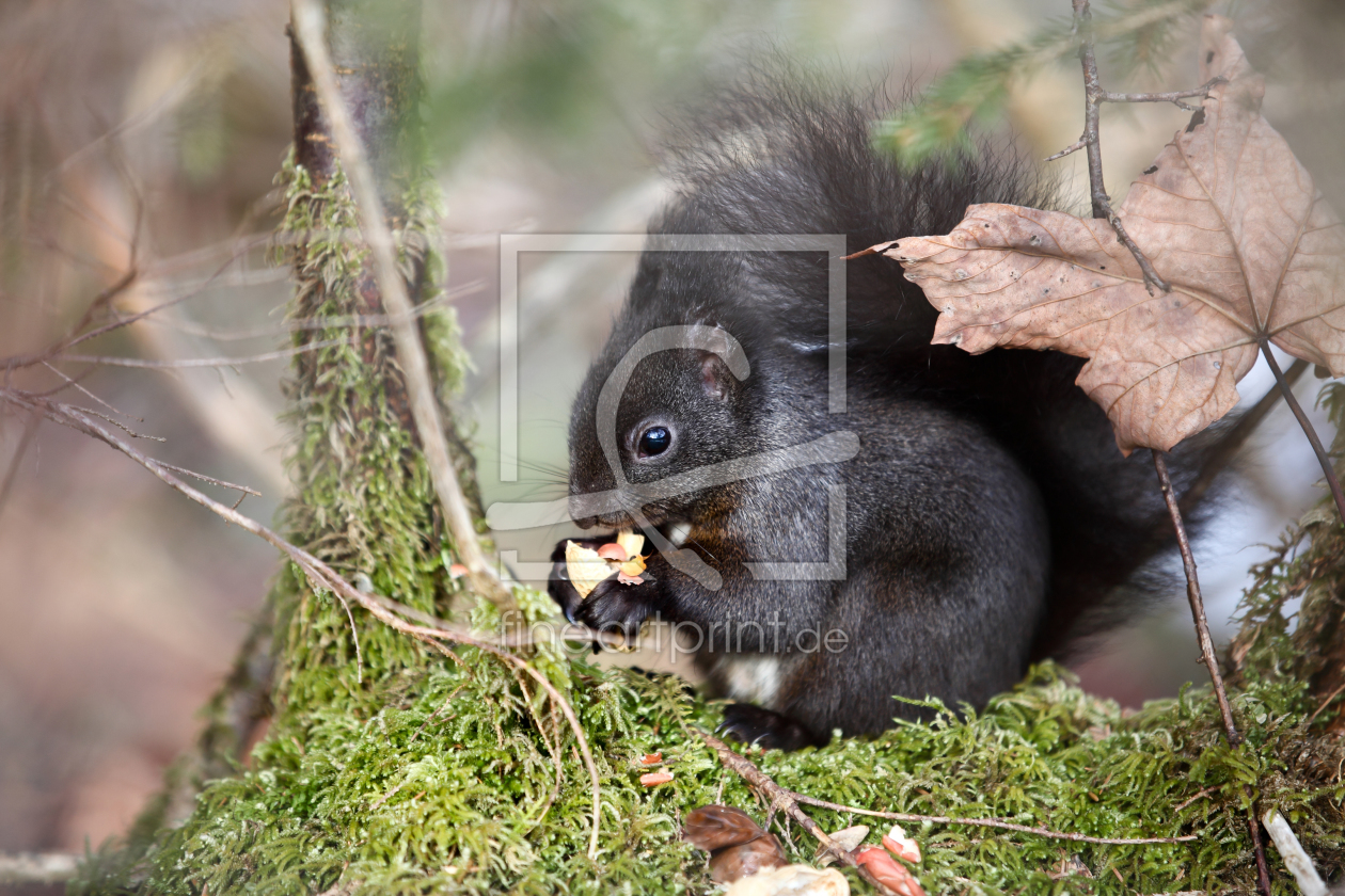 Bild-Nr.: 10047325 Eichhörnchen erstellt von KoLa