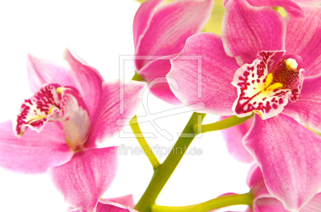 Bild-Nr.: 10048377 Orchidee erstellt von VoxVivianne