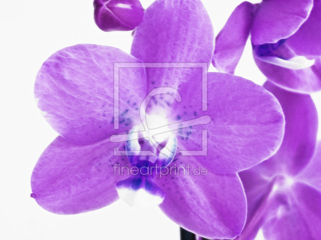 Bild-Nr.: 10048991 ORCHIDEE erstellt von Galerie-Fotoeffekt