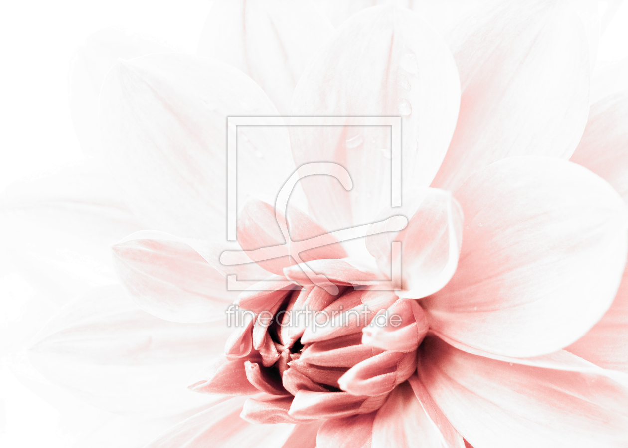 Bild-Nr.: 10049413 Soft Dahlia Bild-Nr.: 10049413 Soft Dahlia erstellt von Nettesart