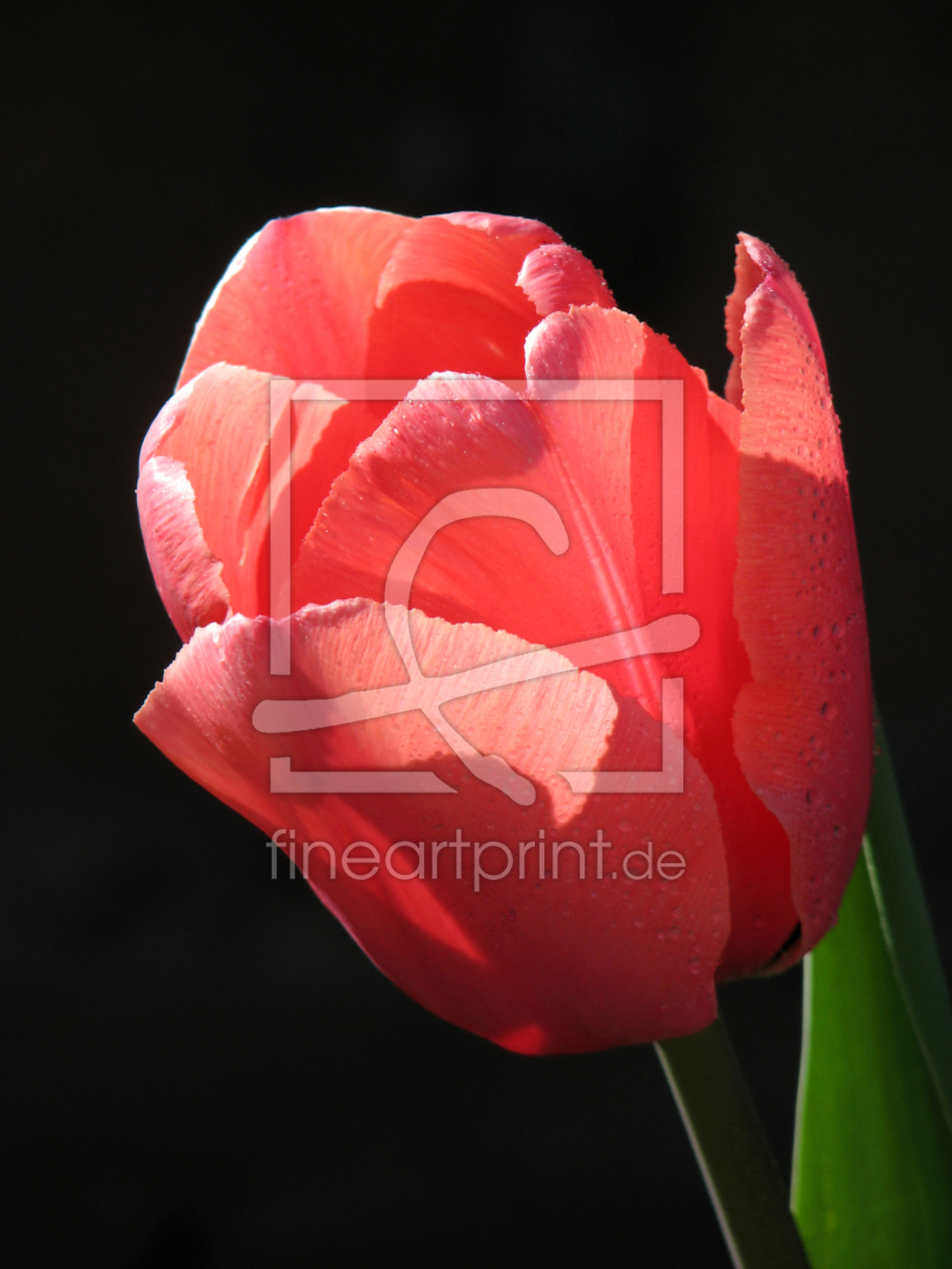 Bild-Nr.: 10050697 Red Beauty Bild-Nr.: 10050697 Red Beauty erstellt von NOL