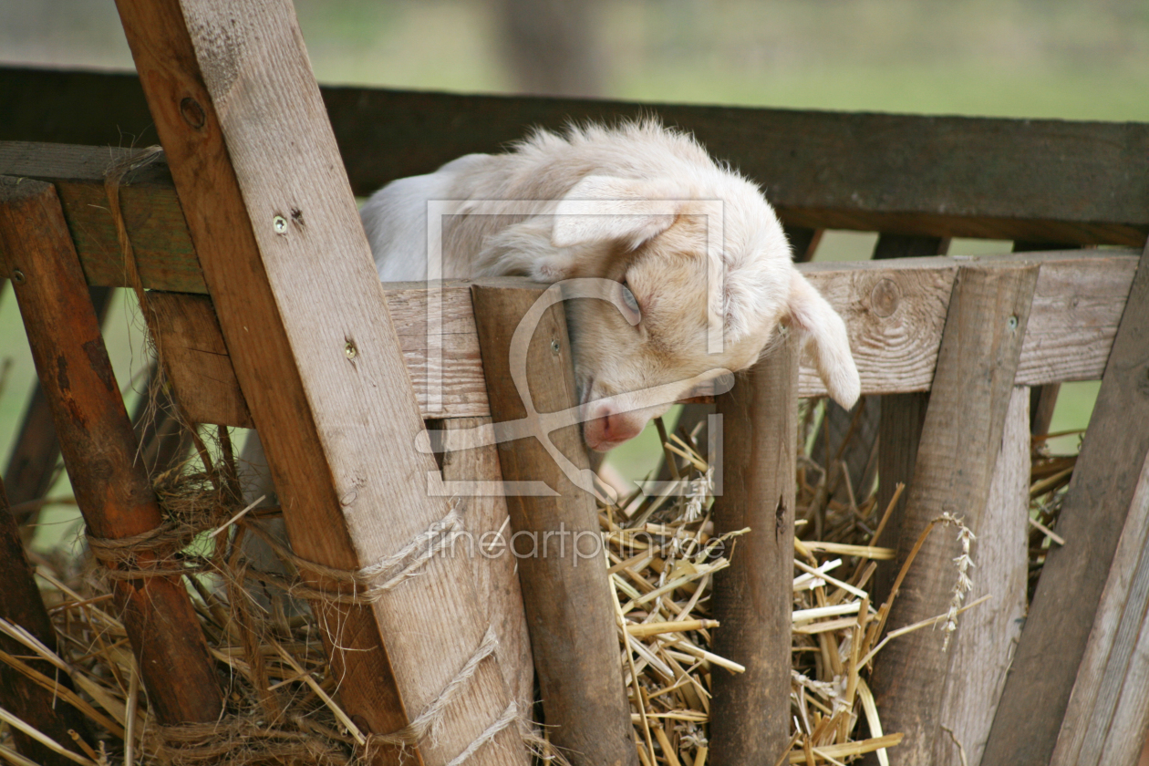 Bild-Nr.: 10050709 Osterlämmchen erstellt von fotozauberin