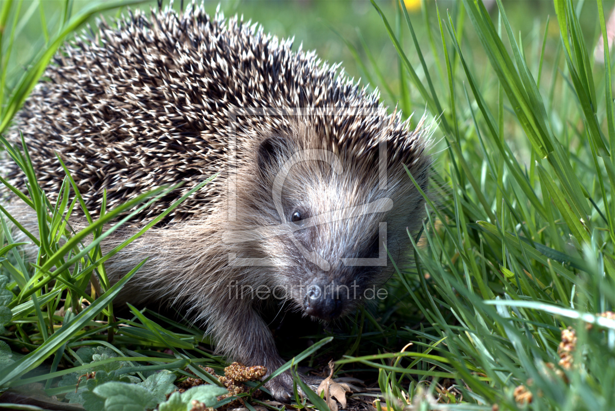 Bild-Nr.: 10050725 und wo ist der Hase? erstellt von wompus