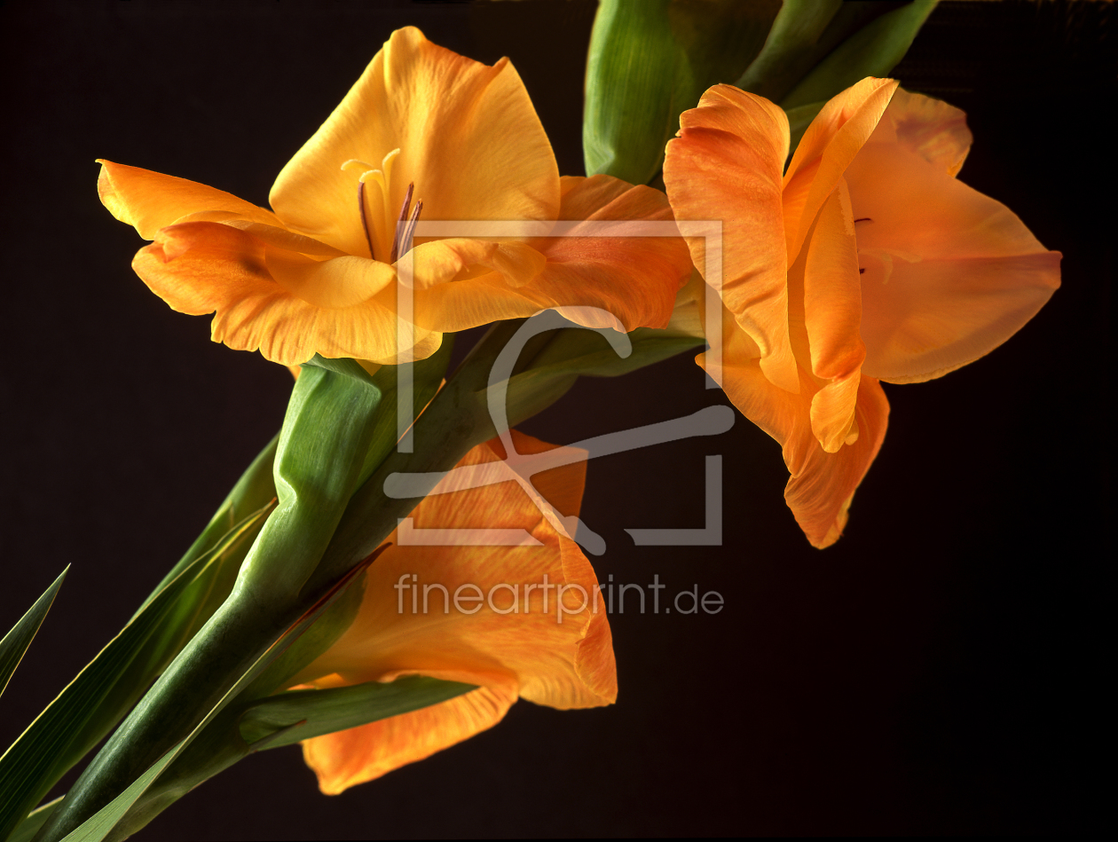 Bild-Nr.: 10051175 Gladiole erstellt von PeterTost