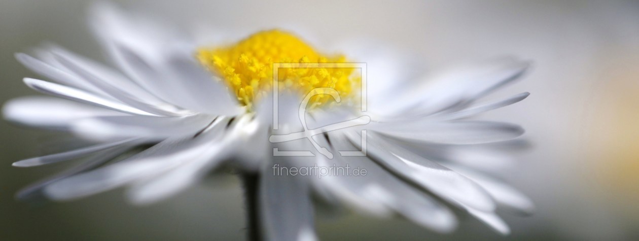 Bild-Nr.: 10051245 Gänseblümchen erstellt von Renate Knapp