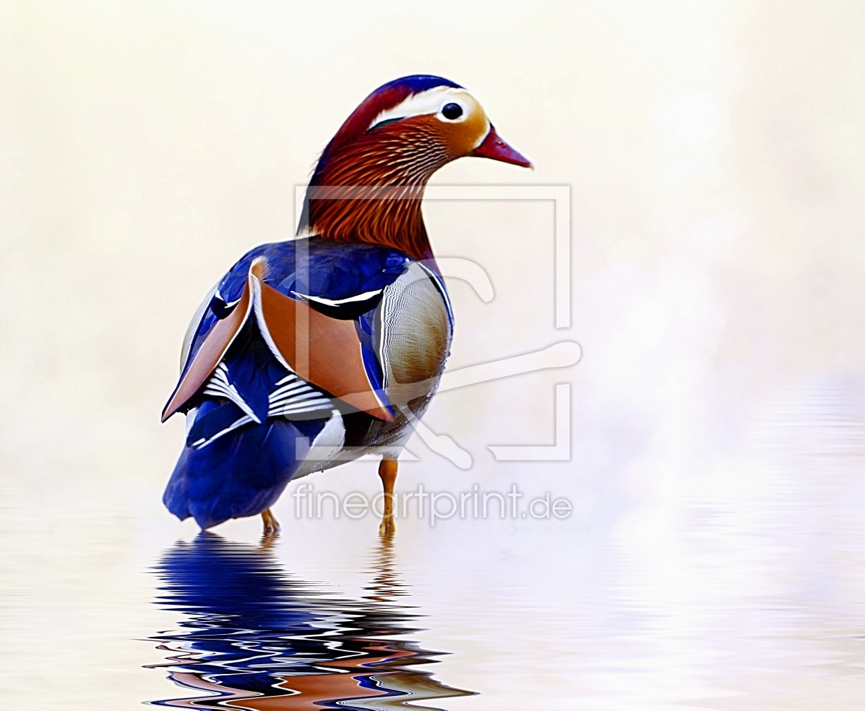 Bild-Nr.: 10051331 Mandarin Ente erstellt von Renate Knapp