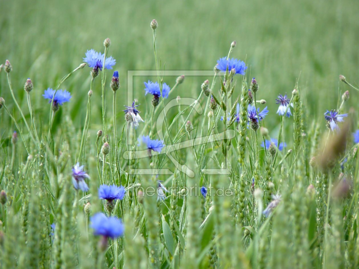 Bild-Nr.: 10051407 kornblumen erstellt von 