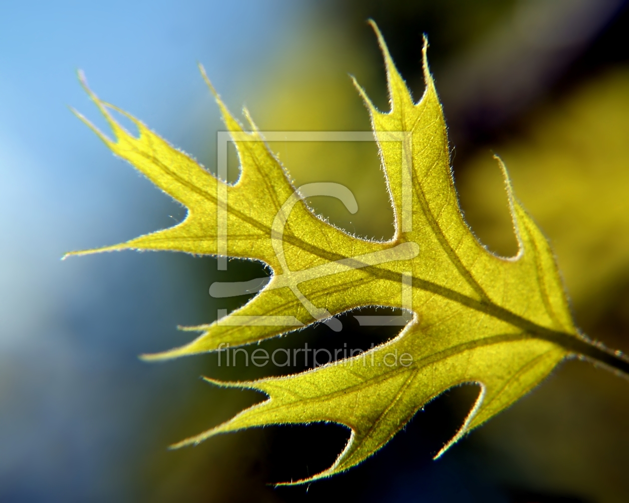 Bild-Nr.: 10051815 Leaf in spring erstellt von youhaveadream