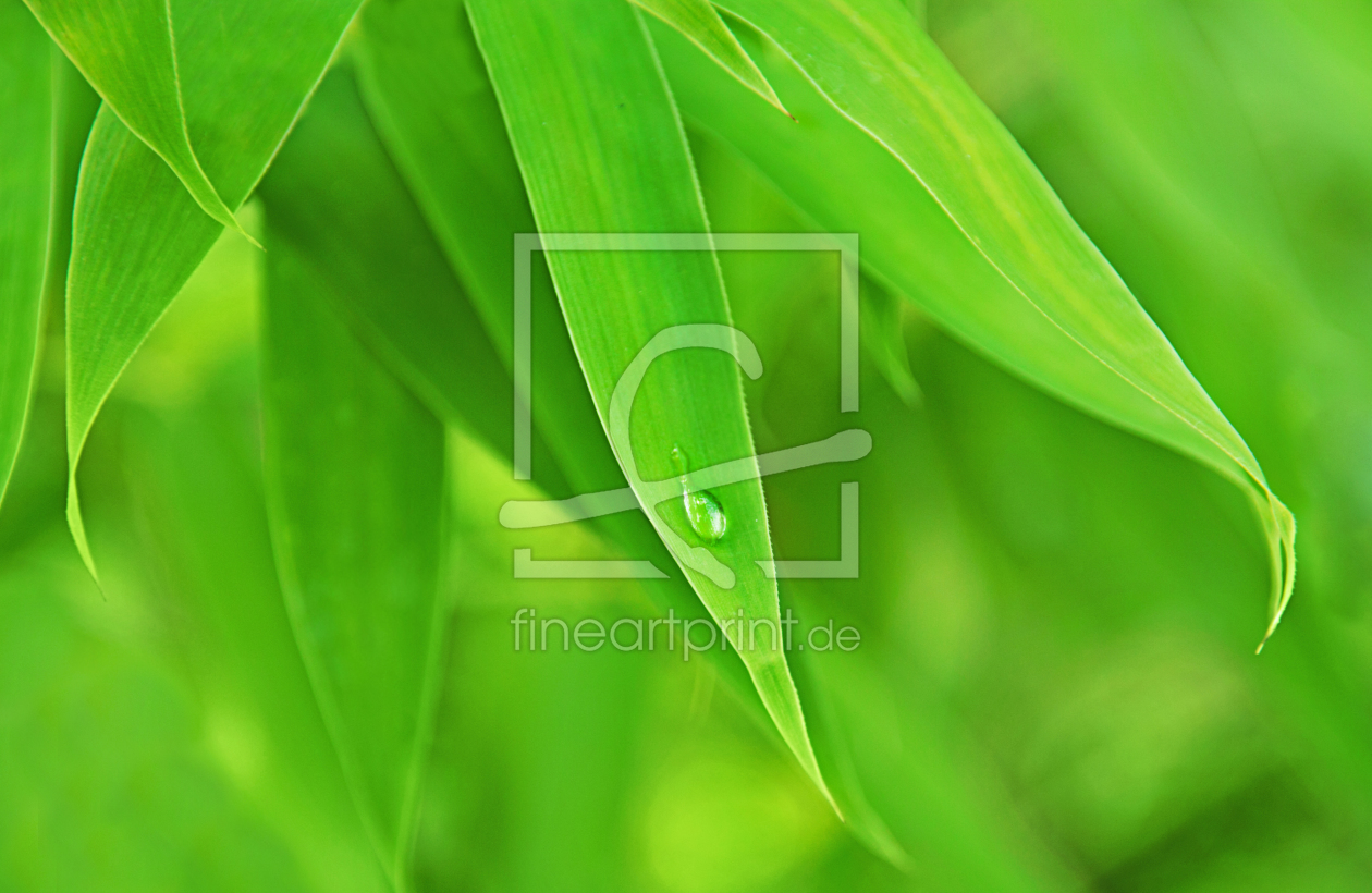 Bild-Nr.: 10051835 green harmony Bild-Nr.: 10051835 green harmony erstellt von lucyliu