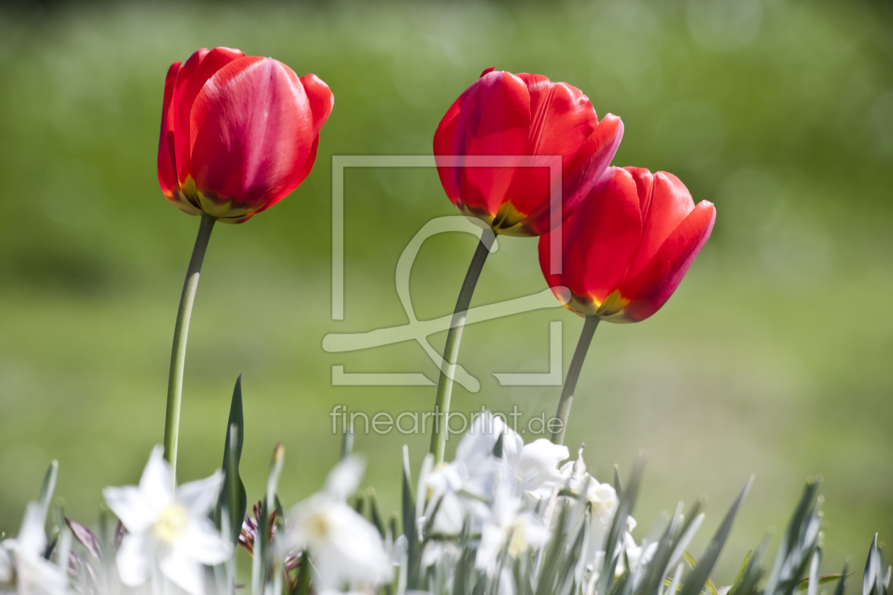 Bild-Nr.: 10054169 3 Tulpen erstellt von Markus Gann