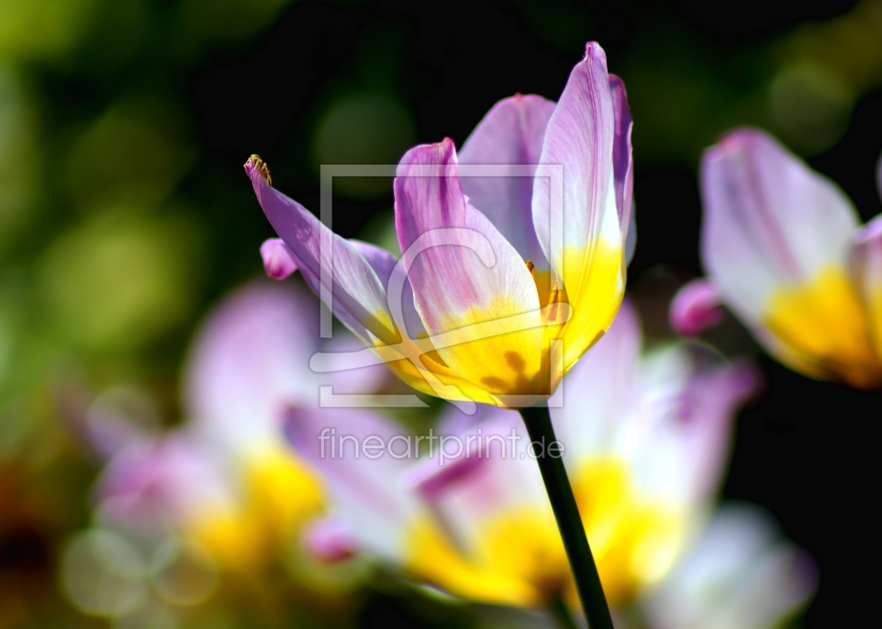 Bild-Nr.: 10056075 Exotic Tulip erstellt von youhaveadream