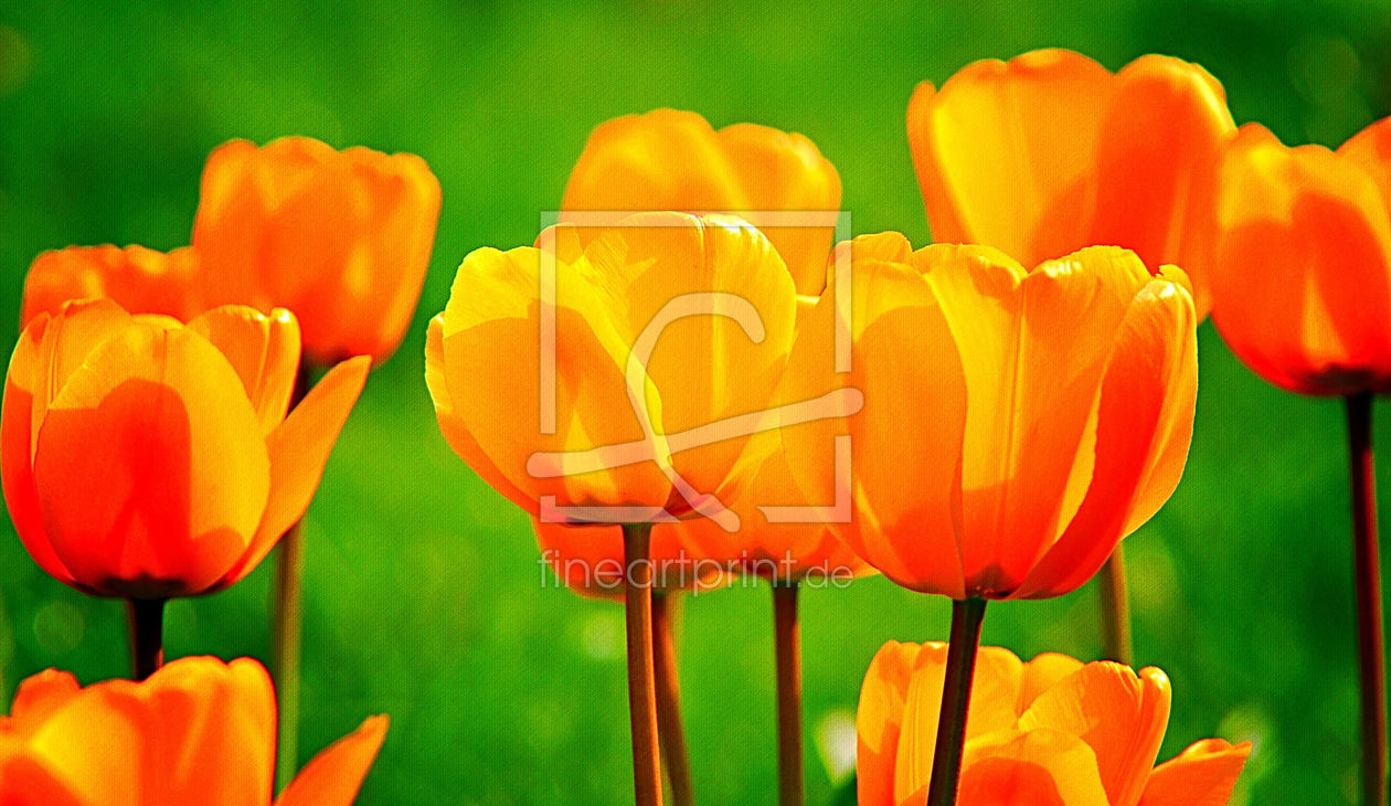 Bild-Nr.: 10056251 Tulpen erstellt von Atteloi