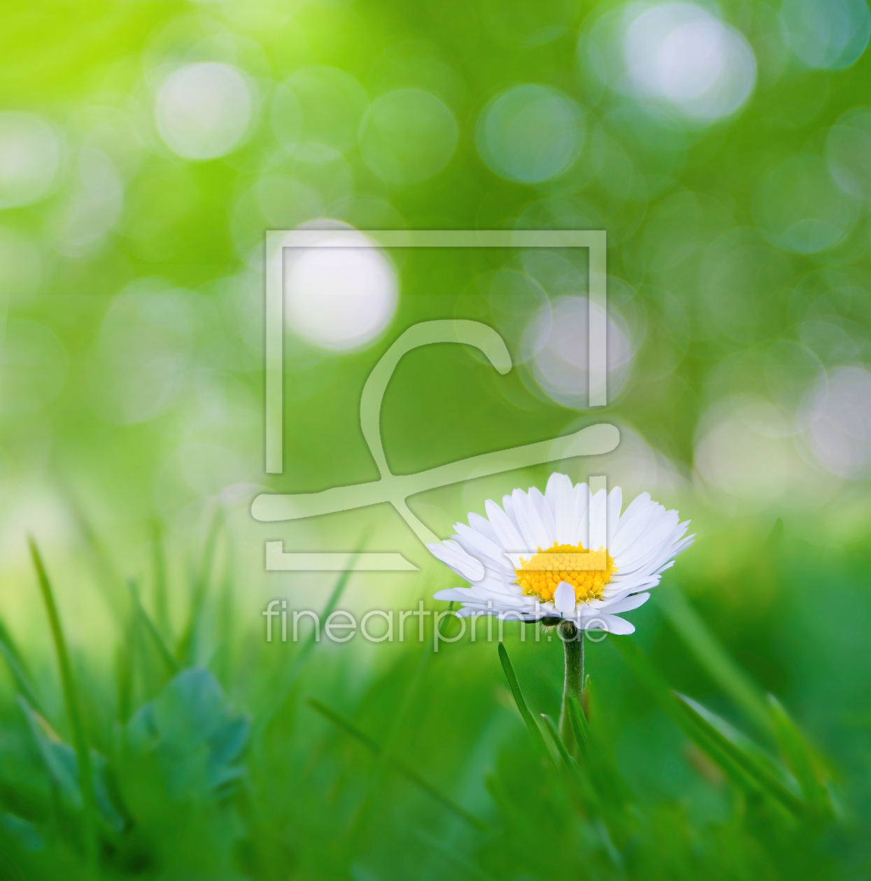 Bild-Nr.: 10056517 Gänseblümchen auf der Wiese erstellt von SonjaWitter