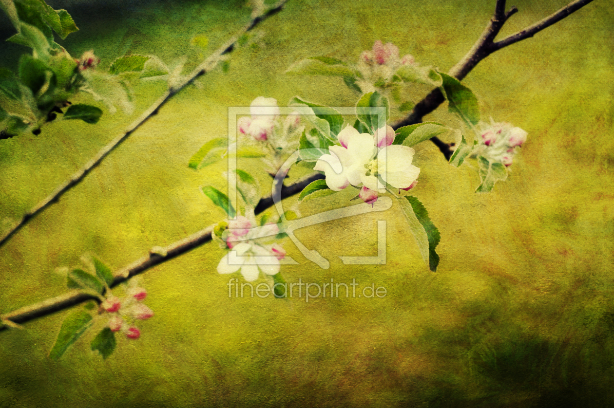 Bild-Nr.: 10057921 Duettwerk - apple blossom erstellt von Timo Geble