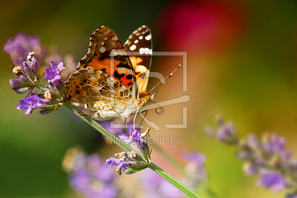 Bild-Nr.: 10059411 Butterfly erstellt von Atteloi