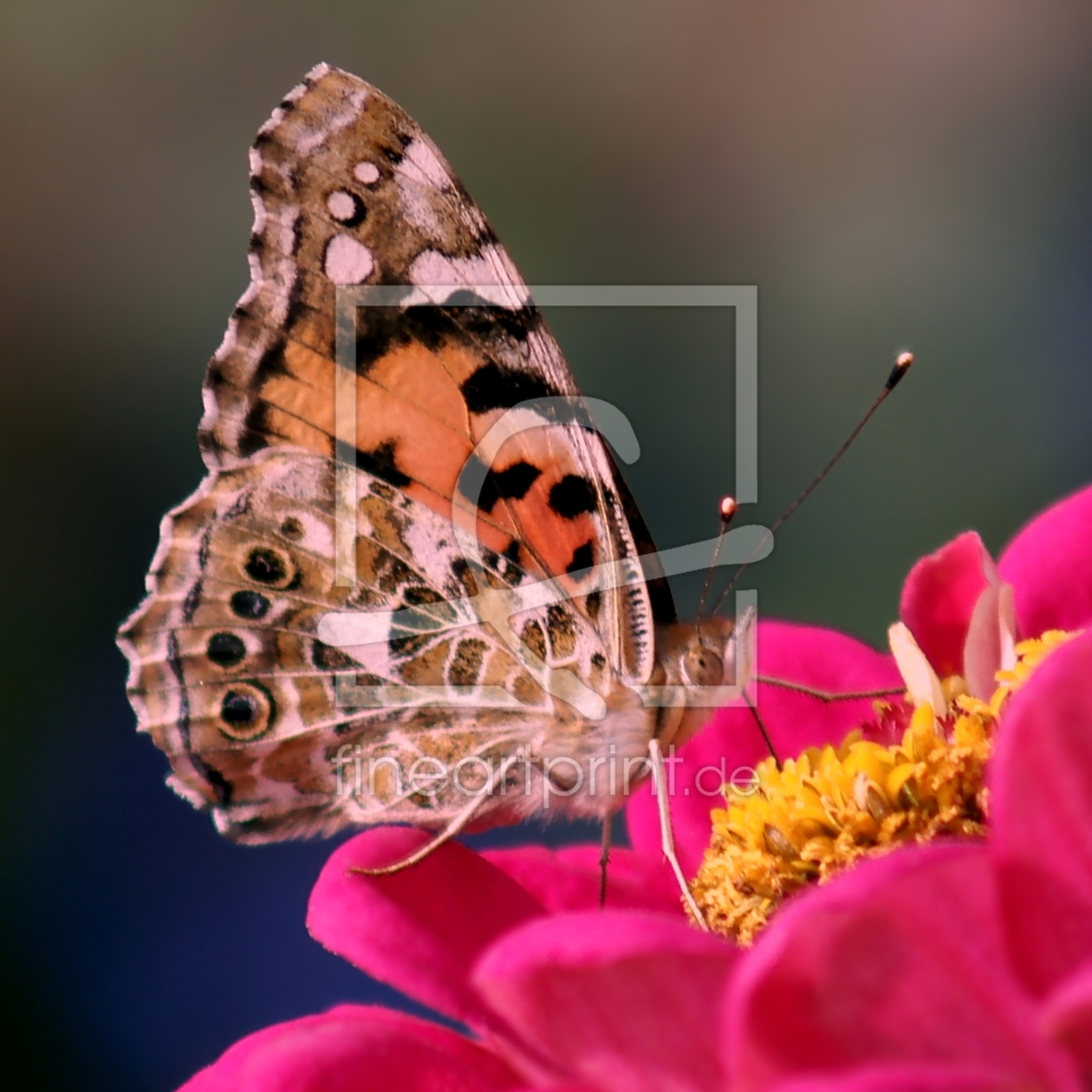 Bild-Nr.: 10059725 Papillon erstellt von youhaveadream