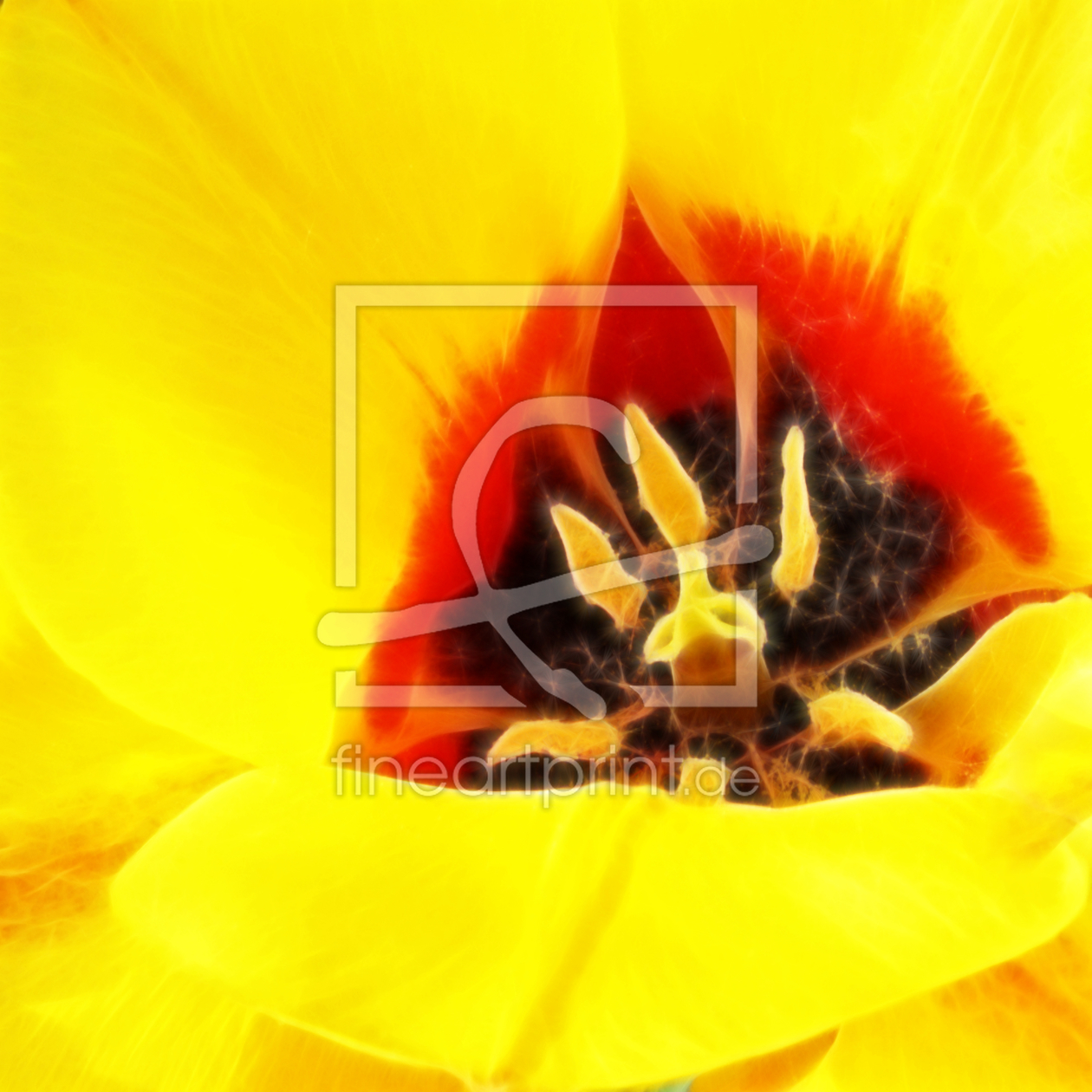 Bild-Nr.: 10060385 Tulpen Impression  erstellt von Galerie-Fotoeffekt