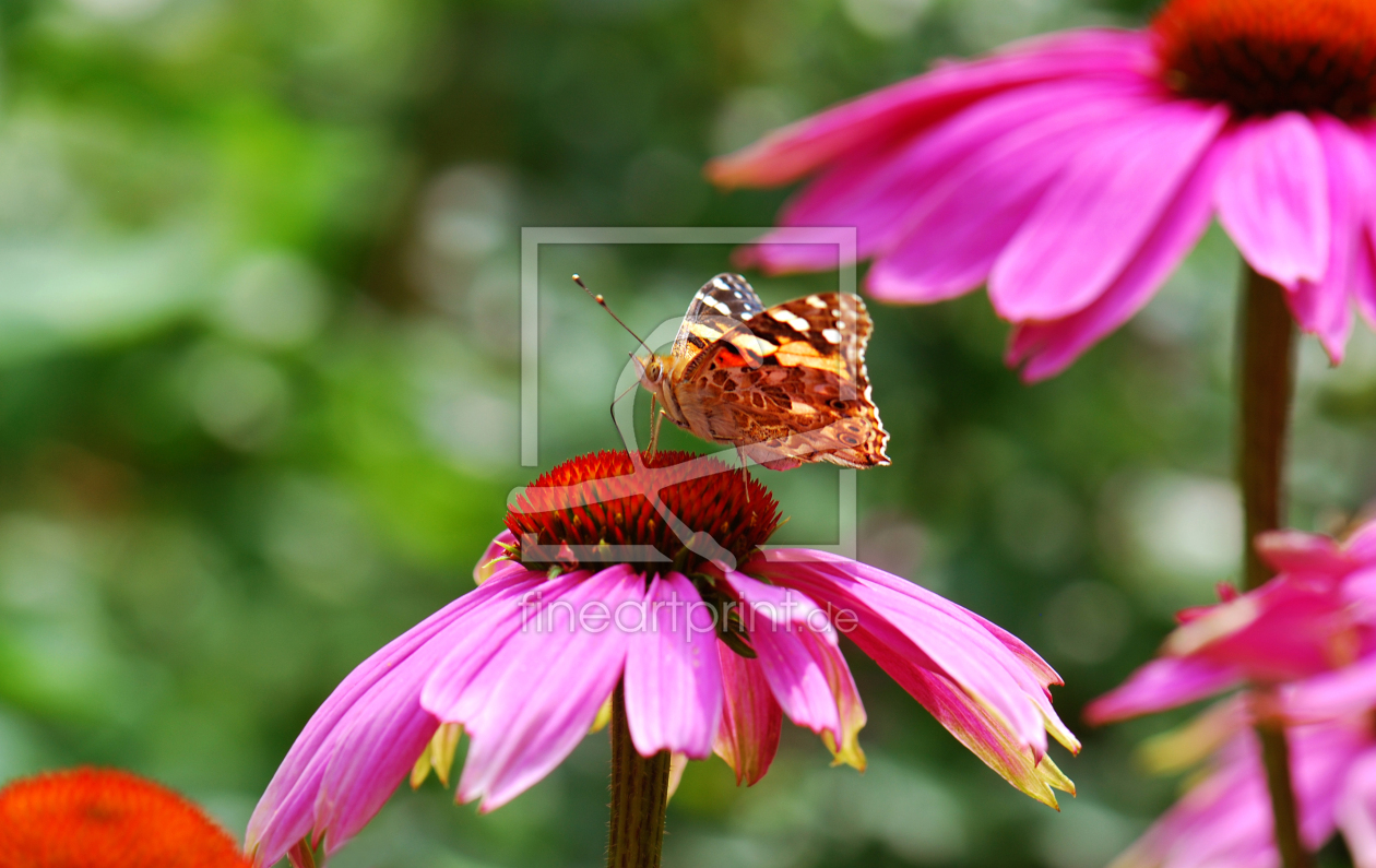 Bild-Nr.: 10060819 Sommerwiese erstellt von Atteloi