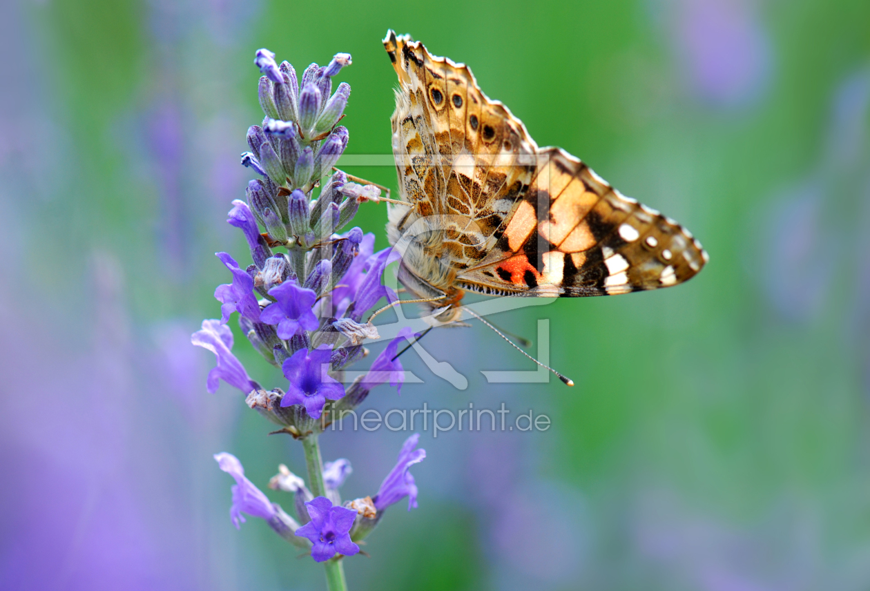 Bild-Nr.: 10060859 Butterfly erstellt von Atteloi