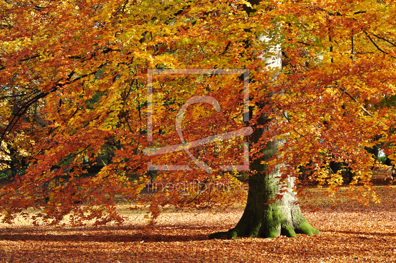 Bild-Nr.: 10062891 Goldener Oktober erstellt von Almut Rother