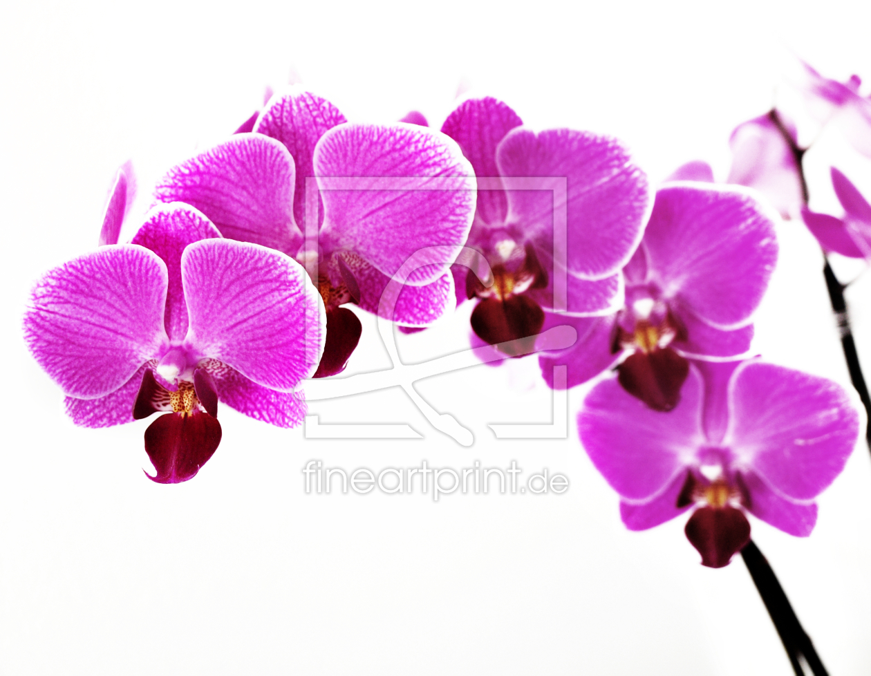 Bild-Nr.: 10065811 ORCHIDEE erstellt von Galerie-Fotoeffekt