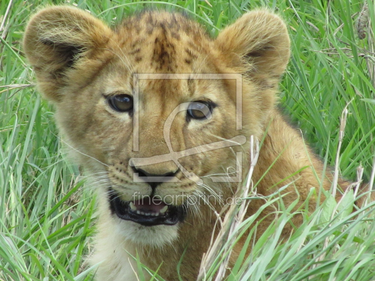 Bild-Nr.: 10067327 Löwenbaby 2 mte.alt, Ngorongoro erstellt von bookkeeper