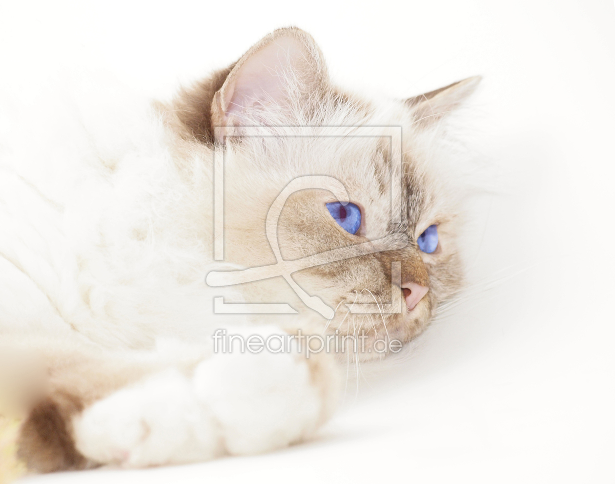 Bild-Nr.: 10068861 Heilige Birma Katze erstellt von Melanie Viola