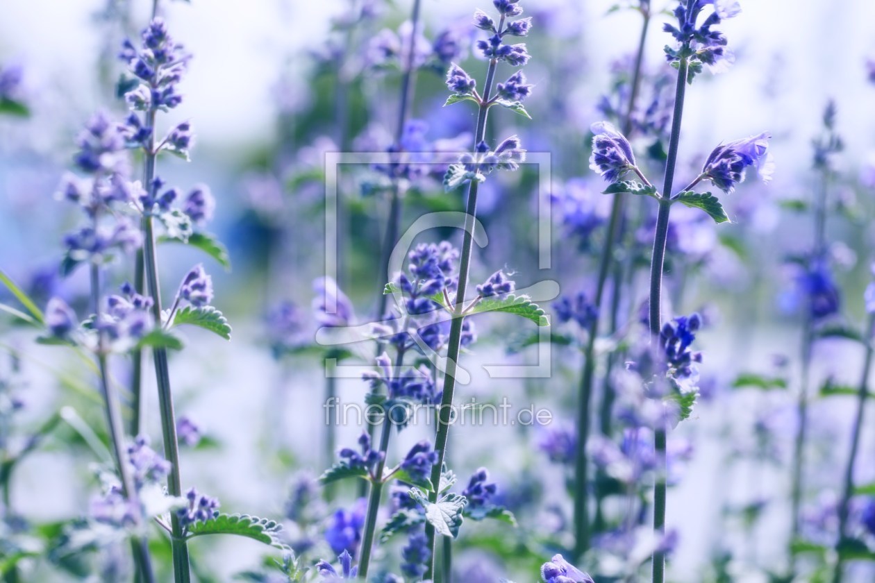 Bild-Nr.: 10068889 Blue  erstellt von Renate Knapp