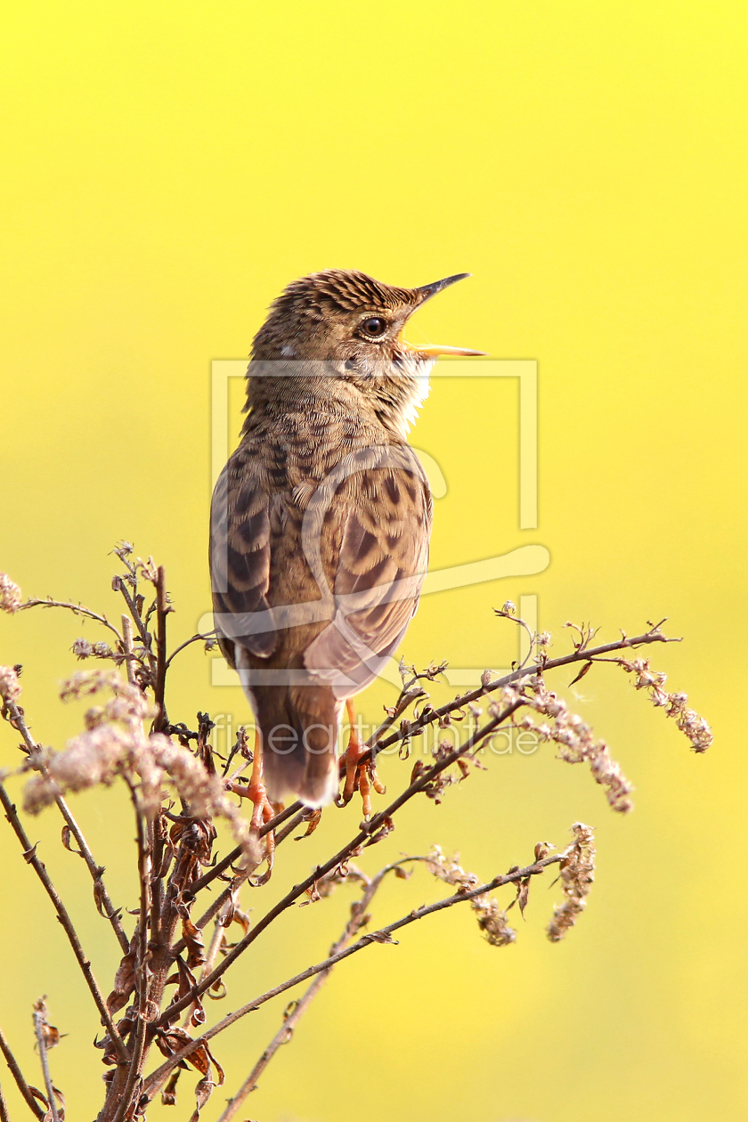 Bild-Nr.: 10070455 D E R . S Ä N G E R  erstellt von brawo-foto