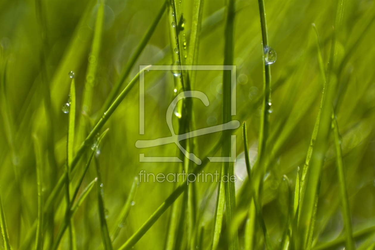 Bild-Nr.: 10071007 Gras erstellt von Stephanie Stephanie Dannecker