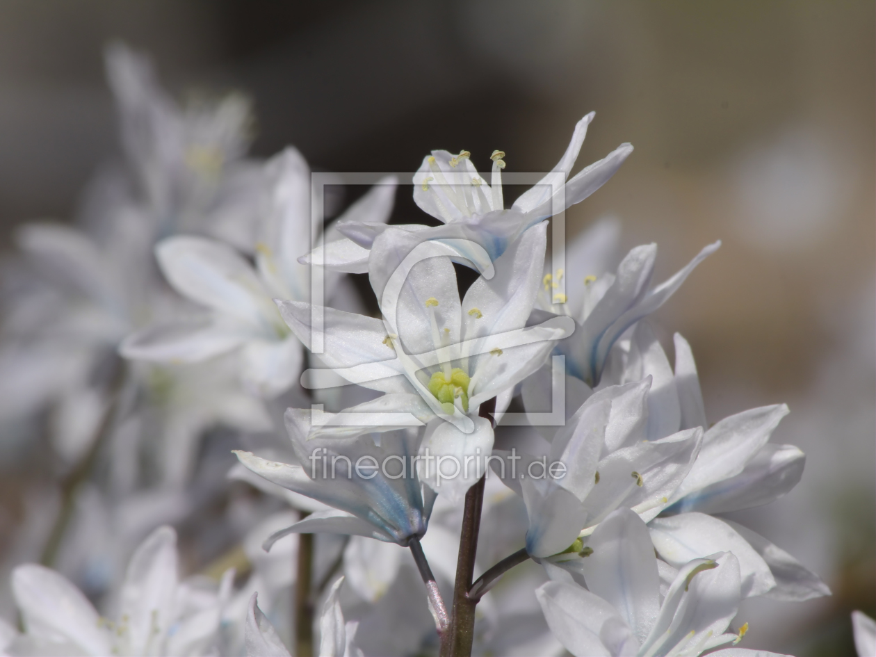 Bild-Nr.: 10071329 Romantic Flower erstellt von falconer59