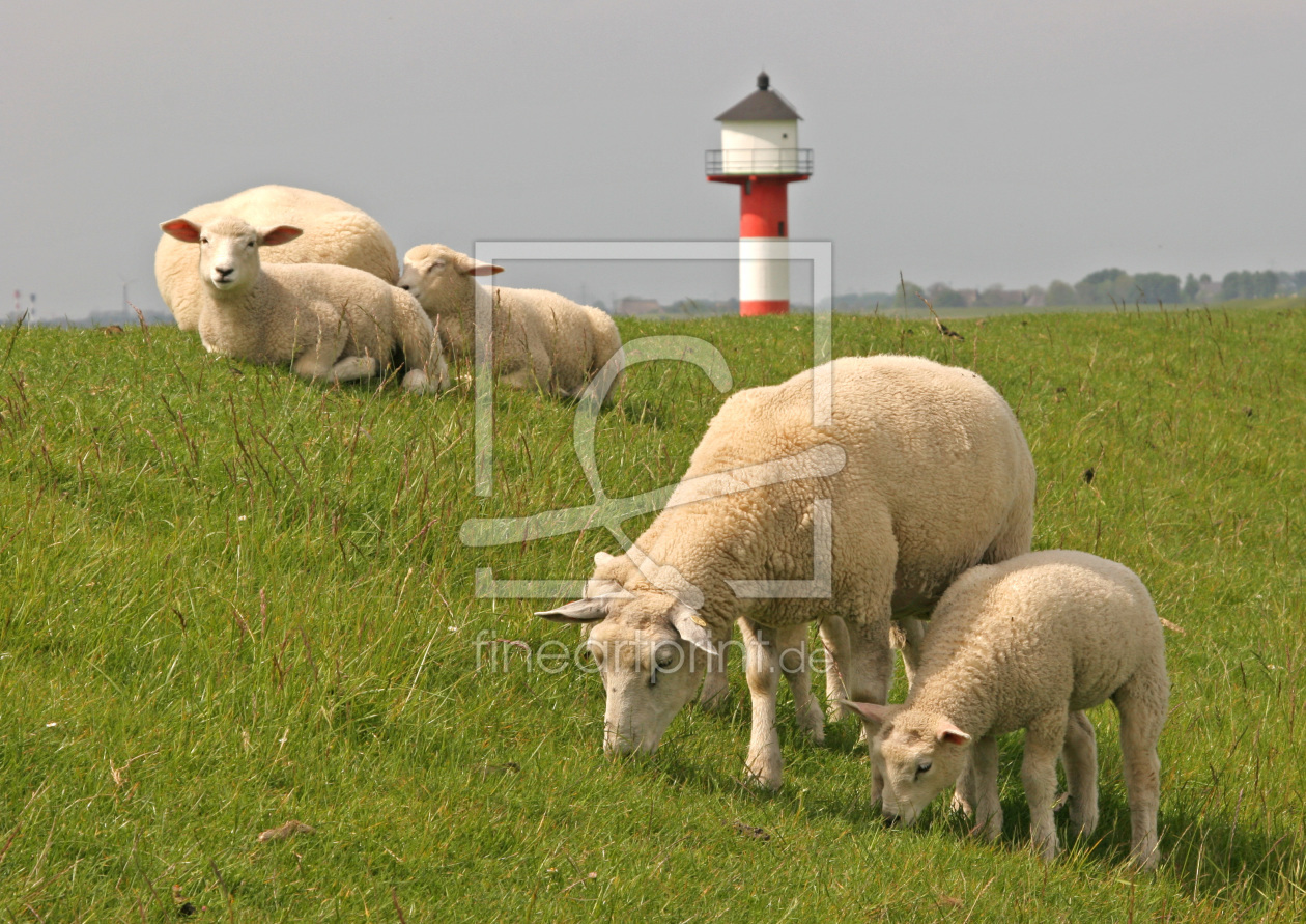 Bild-Nr.: 10071851 Schafe und Leuchtturm auf einem Elb-Deich   erstellt von reisefoto